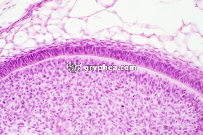 Jeune dent en formation (détail) x 160 - gryphea.org